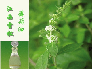 薄荷油 薄荷油